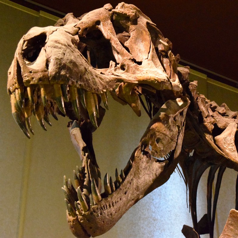 7 increíbles curiosidades del T-Rex que no conocías