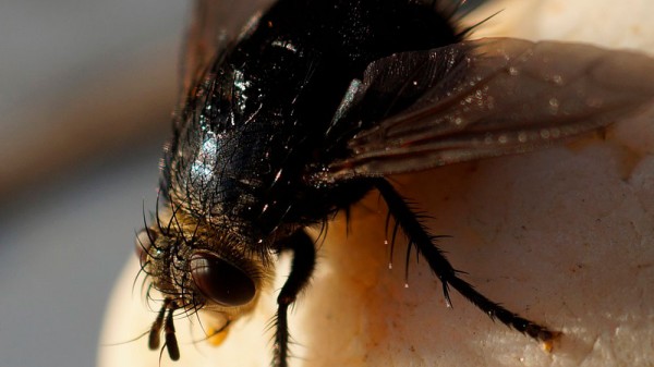 Cómo ahuyentar moscas en casa de forma natural y segura
