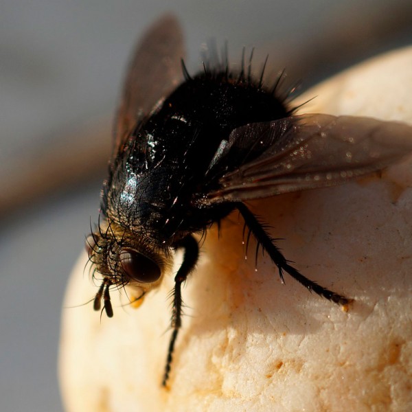 Cómo ahuyentar moscas en casa de forma natural y segura