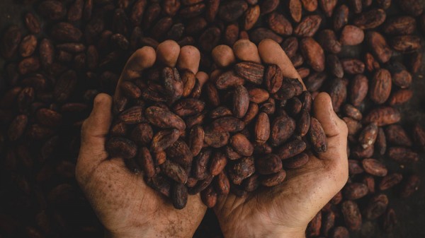 22 asombrosas curiosidades sobre el cacao que quizás no sabías