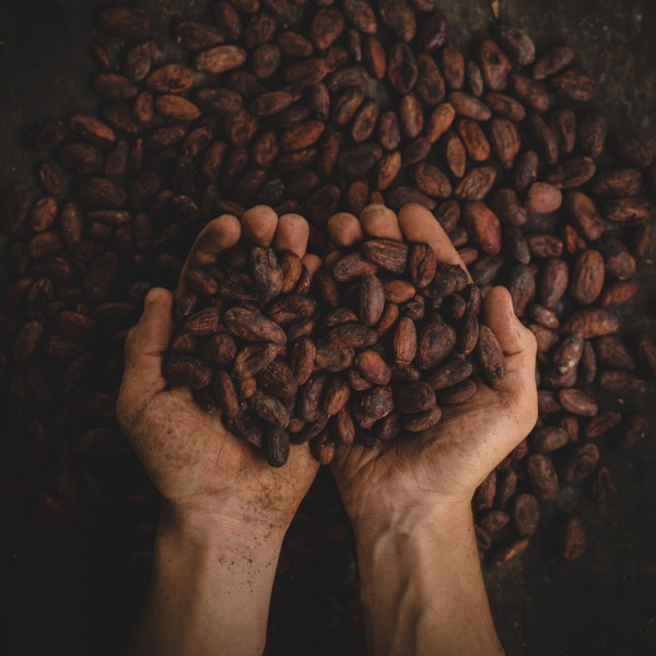 22 asombrosas curiosidades sobre el cacao que quizás no sabías