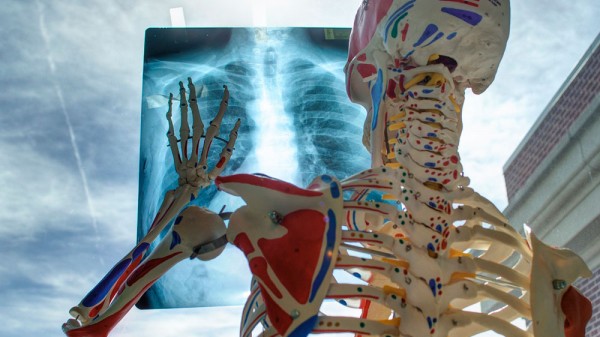 21 fascinantes curiosidades del esqueleto humano
