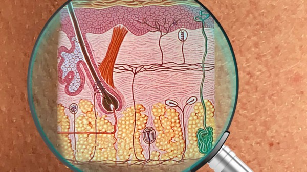 Cuáles son las capas de la piel en el ser humano (por orden) y sus funciones
