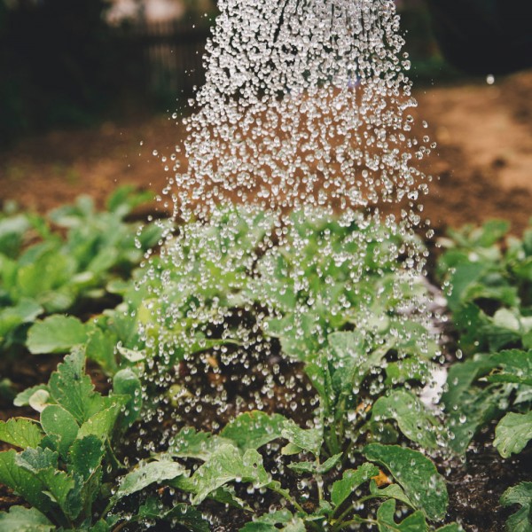 Qué plantas se pueden plantar en otoño