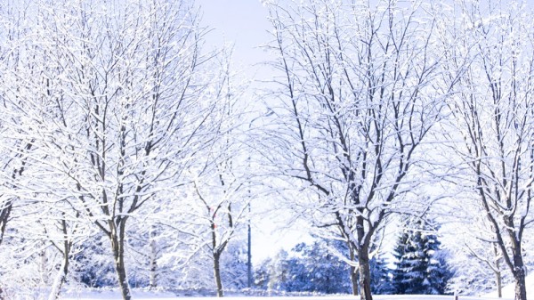 16 sorprendentes curiosidades sobre el invierno y el frío