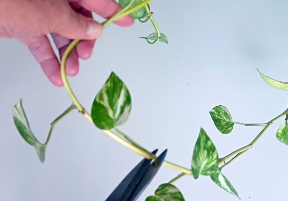 cómo cortar un esqueje