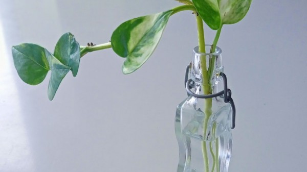 Cómo hacer esquejes de tus plantas de interior (poto, cinta....)