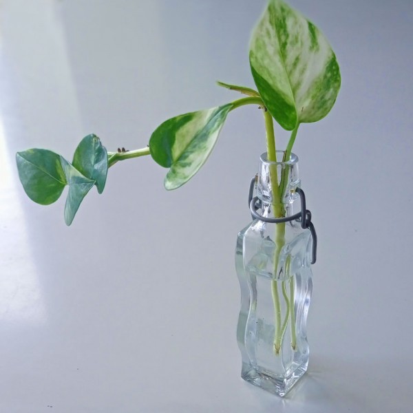 Cómo hacer esquejes de tus plantas de interior (poto, cinta....)