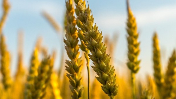 Cuáles son los cereales más saludables para una dieta sana