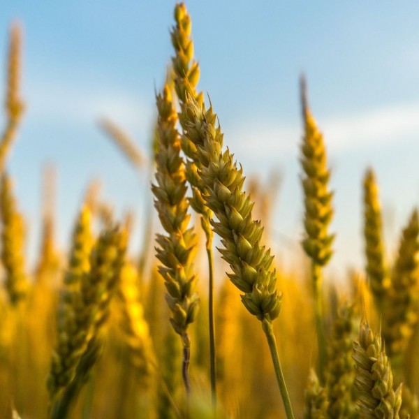 Cuáles son los cereales más saludables para una dieta sana