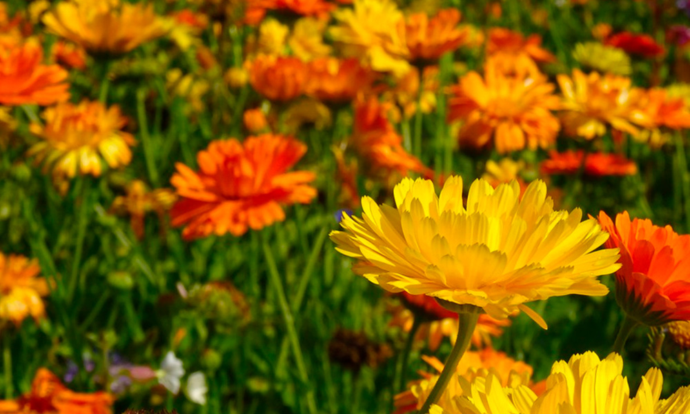 calendula