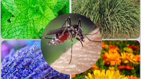 Qué plantas repelen a los mosquitos de forma natural