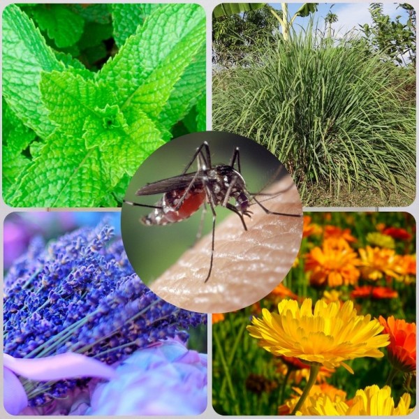Qué plantas repelen a los mosquitos de forma natural