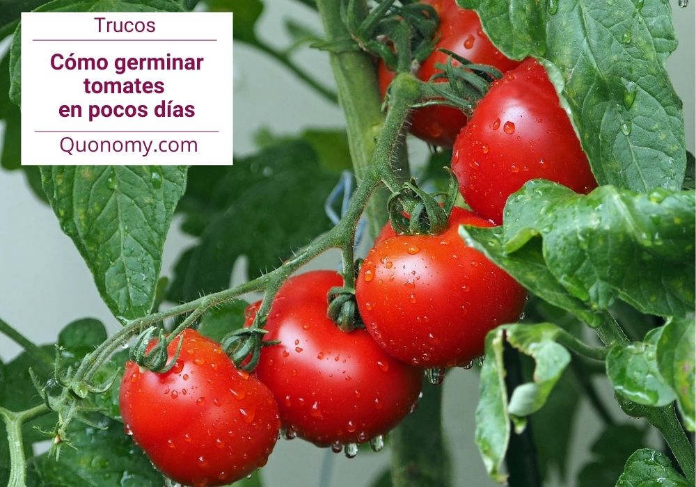 trucos para germinar tomates