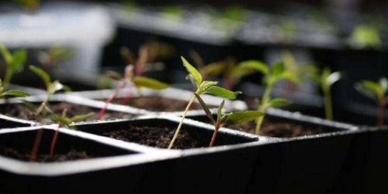 cultivar tomates en casa