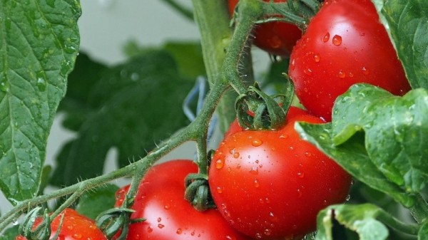 Cómo germinar tomates en pocos días: 2 métodos fáciles