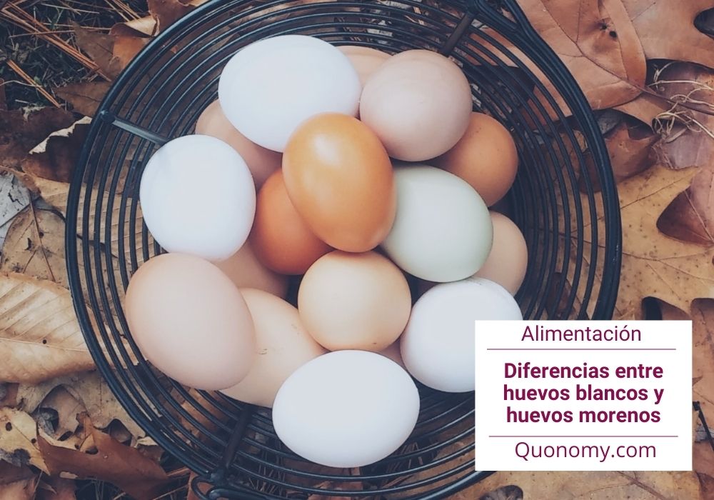 huevos blancos vs huevos morenos