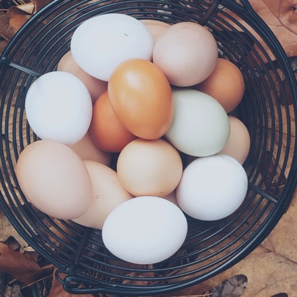 Huevos marrones vs huevos blancos, ¿cuál es la diferencia?