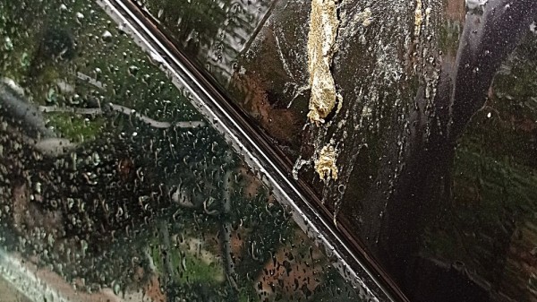 Cacas de pájaro en tu coche, ¿pueden realmente dañar la pintura?