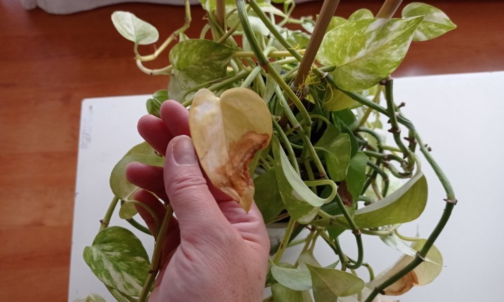 recuperar un poto mustio