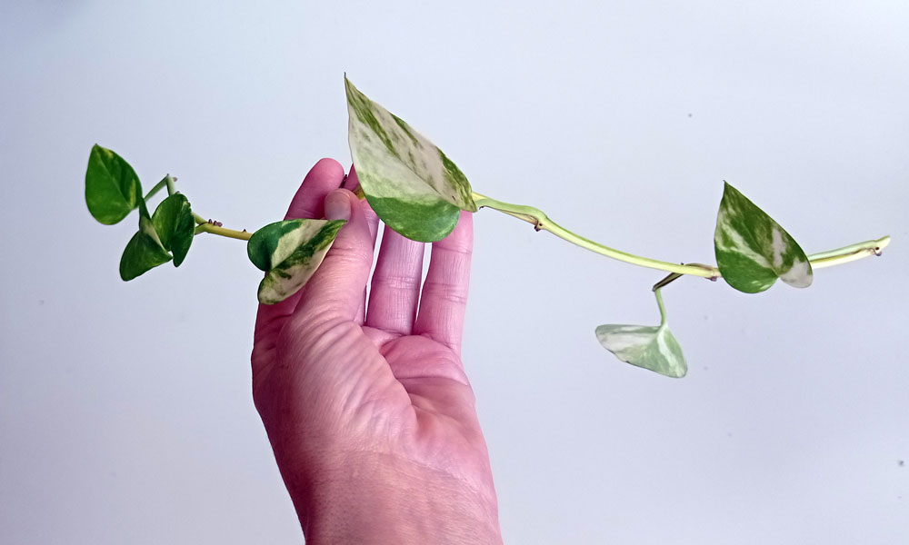 cómo hacer esquejes del poto