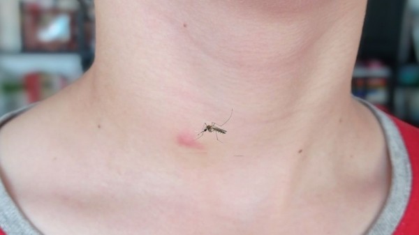 Cuánto tiempo viven los mosquitos en el hogar