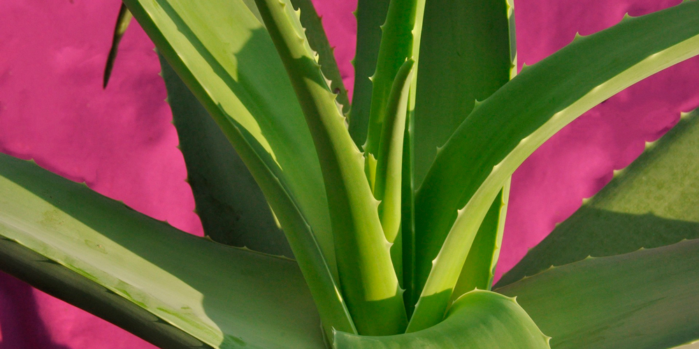 beneficios del aloe vera