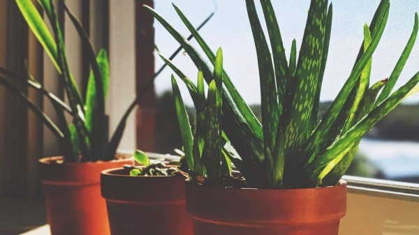 Cómo cuidar el aloe vera en casa: ubicación, riego, cosecha