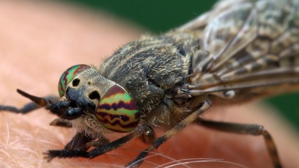 Picadura de tábano: ¿qué síntomas provoca y cómo tratarla?