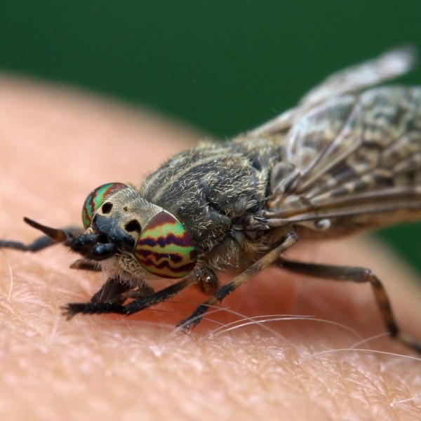 Picadura de tábano: ¿qué síntomas provoca y cómo tratarla?