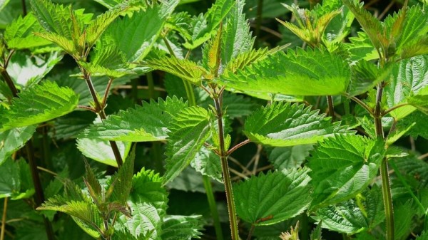 Qué hacer si tocas una planta urticante como la ortiga