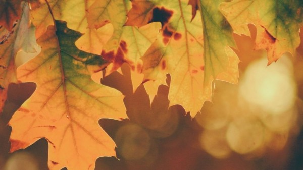 15 increíbles curiosidades del otoño que ni imaginabas