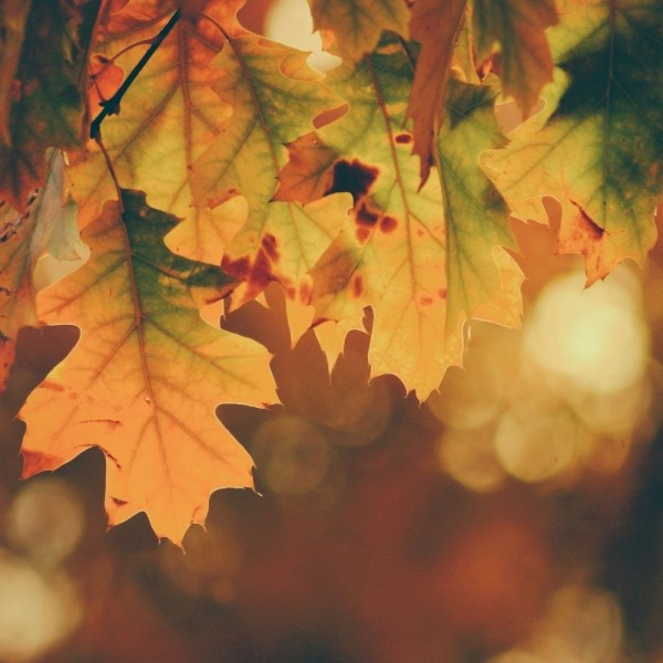 15 increíbles curiosidades del otoño que ni imaginabas