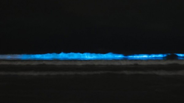 Qué es el Mar de Ardora y la bioluminiscencia en el mar