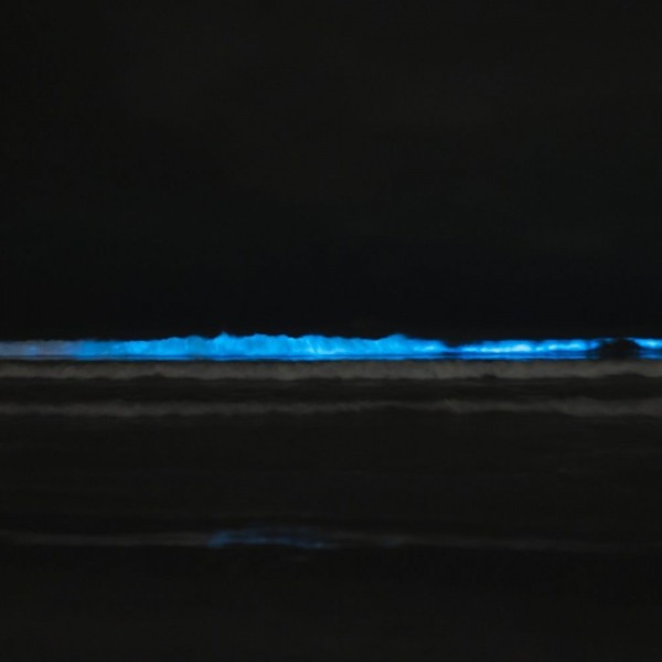 Qué es el Mar de Ardora y la bioluminiscencia en el mar
