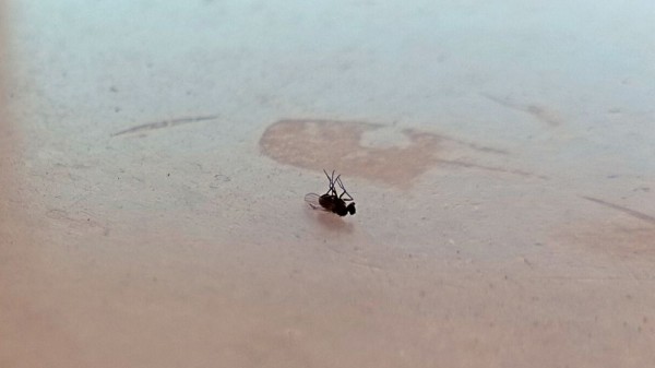 Trucos para acabar con las moscas pequeñas en casa