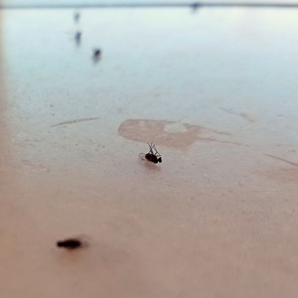 Trucos para acabar con las moscas pequeñas en casa