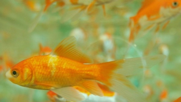 Algas en el acuario: ¿cómo quitarlas y prevenir su aparición?