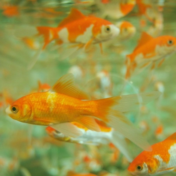 Algas en el acuario: ¿cómo quitarlas y prevenir su aparición?