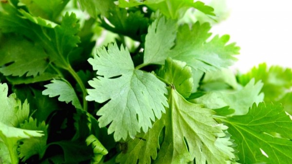 Cómo conservar el cilantro fresco por más tiempo. Trucos de cocina