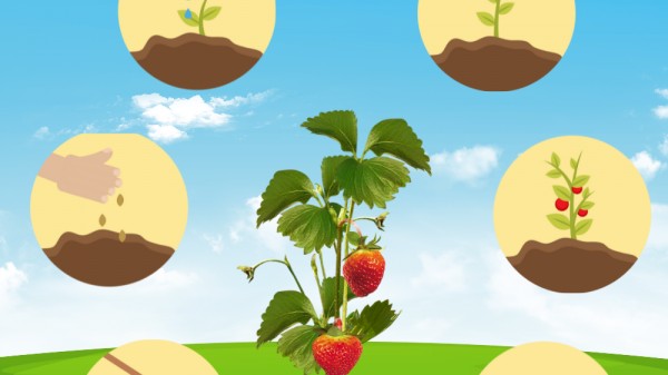 Cuál es el ciclo de las plantas. Explicación fácil para niños + vídeo