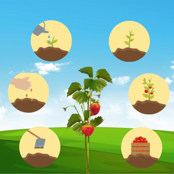 Cuál es el ciclo de las plantas. Explicación fácil para niños + vídeo