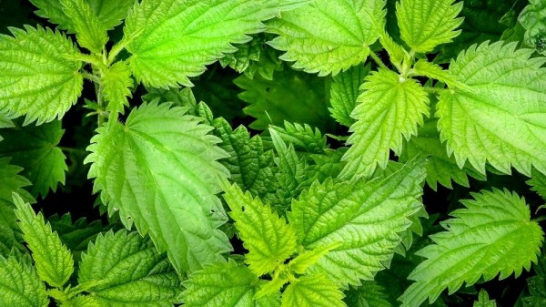 Ortigas: propiedades y características que te van a sorprender