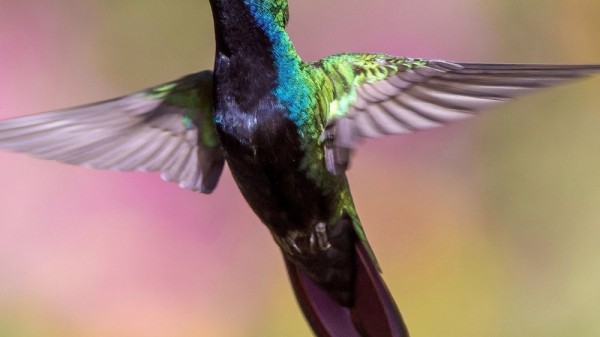 Cuáles son los 10 animales más rápidos del mundo