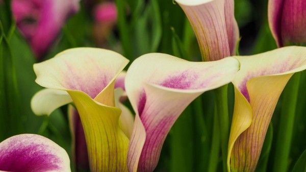 Cómo cuidar calas o lirios de agua en casa