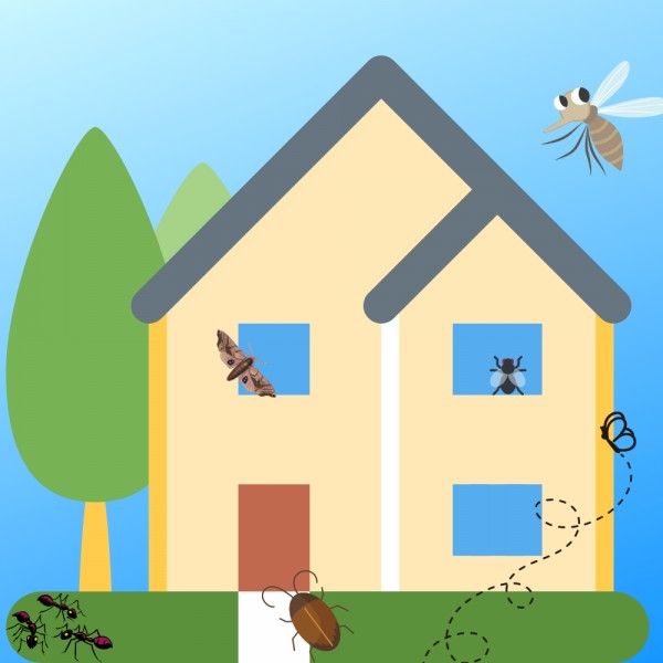 Trucos útiles para ahuyentar insectos de casa (moscas, arañas, polillas, hormigas, cucarachas...)