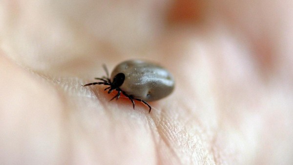 Garrapatas: cómo son, dónde viven, qué hacer si me pican