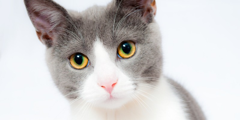 Preguntas sobre gatos para poner a prueba tus conocimientos gatunos