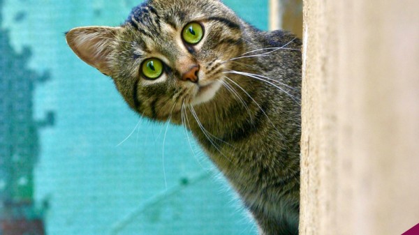 Test sobre gatos: ¿cuánto sabes sobre estos pequeños felinos?