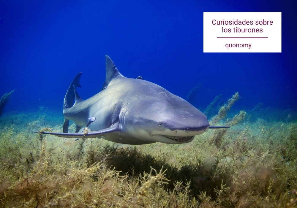 curiosidades sobre los tiburones
